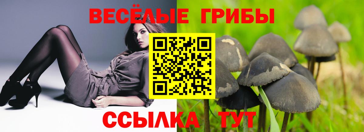 Керчь  закладка  Вход с VPN  Галлюциногенные грибы Cubensis 